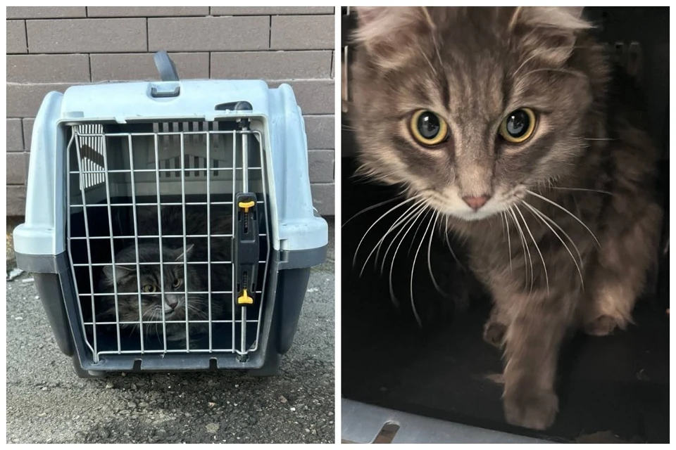 На улице возле входа в здание стояла переноска с котом! Кто-то незаметно его подбросил. Фото: предоставлено героями публикации