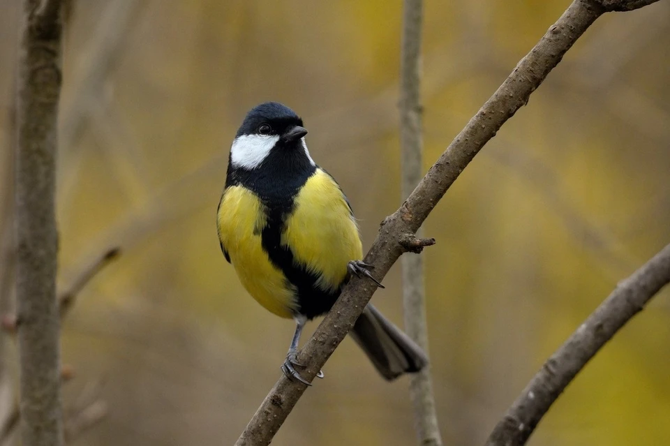 Первые признаки зимы: прогноз погоды на 15 ноября в Тульской области