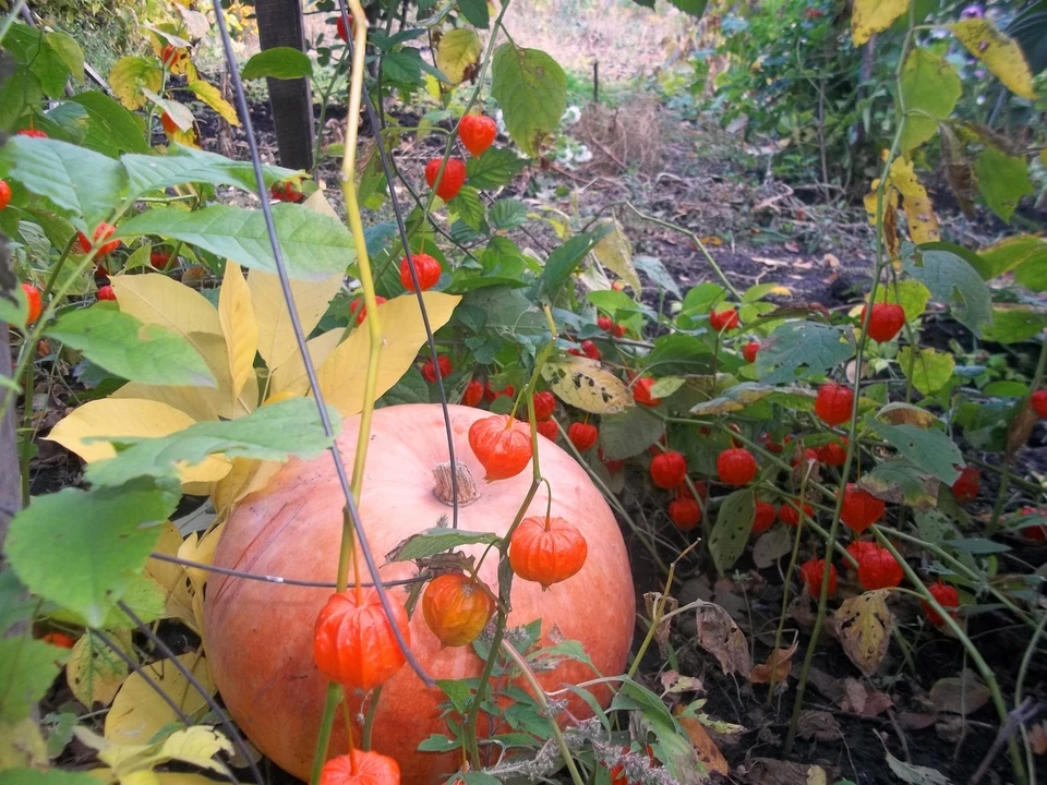 Белгородцев предупредили о сильном ветре в ближайшие сутки
