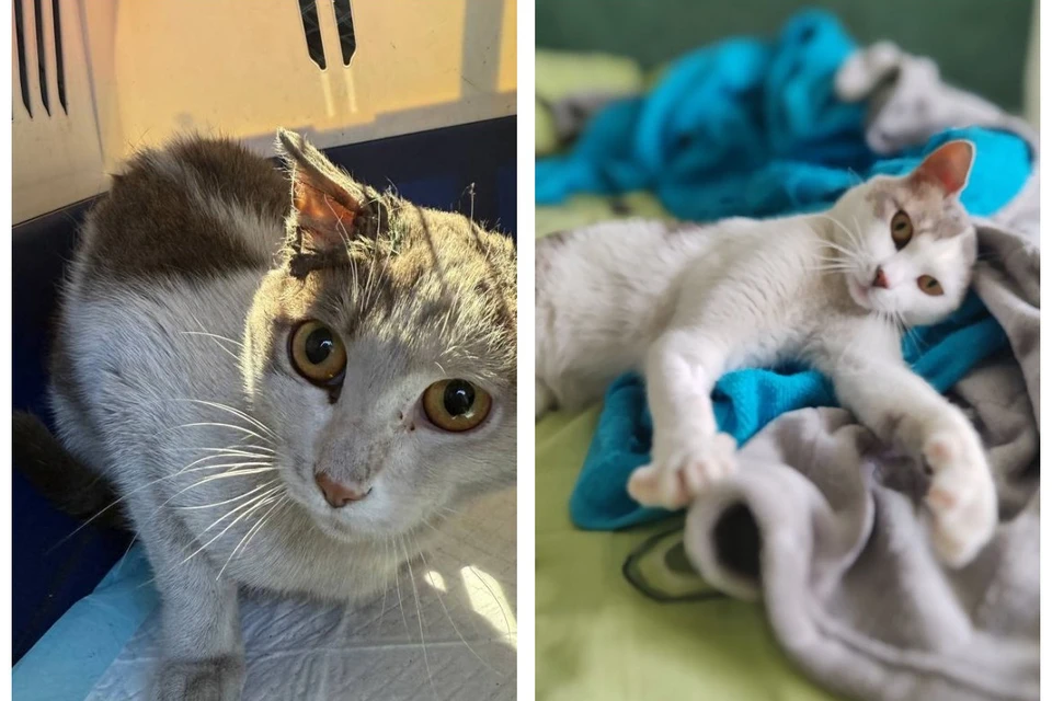 В Бурятии ищут хозяина для одноухого кота по кличке Август. Фото: фонд помощи животным города Улан-Удэ «Собака счастья».