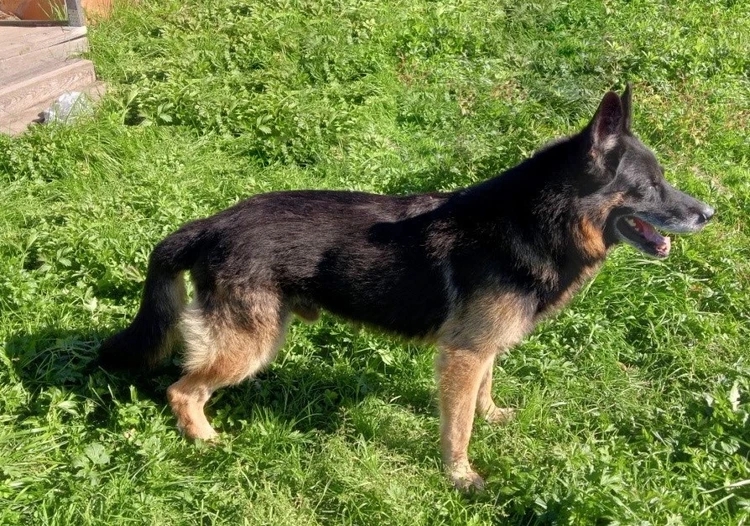 Любознательные и дисциплинированные: Шесть собак-пенсионеров из нижегородской колонии в поисках любящих хозяев