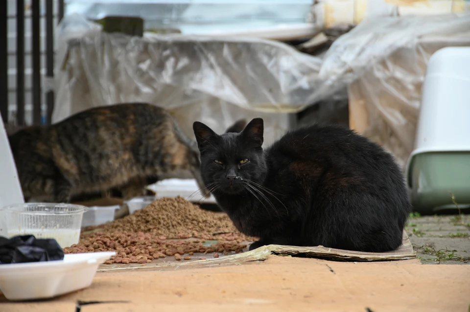 В бюджете Крыма предусмотрено финансирование программ помощи бездомным животным.