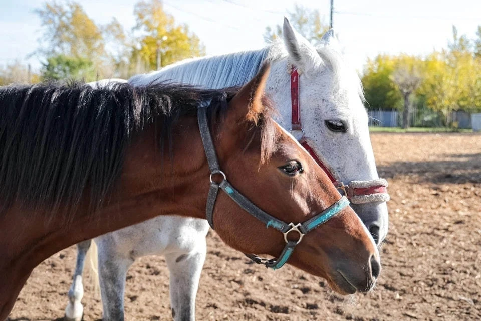 Начальная стоимость лота составляет 196, 7 млн рублей