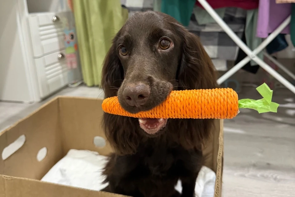 Ириске уже гораздо лучше, её окружили заботой и любовью. Но впереди ещё множество испытаний. Фото: Екатерина КАЗАКУ.