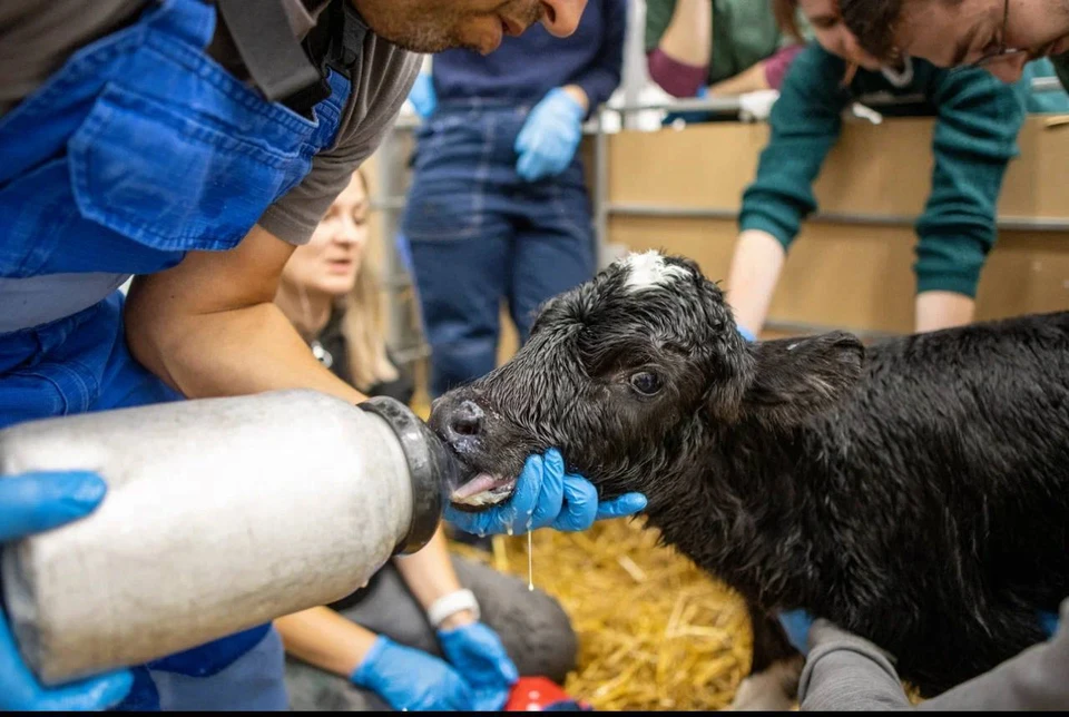 Телята - точные копии мамы-донора. Фото: t.me/progressagro