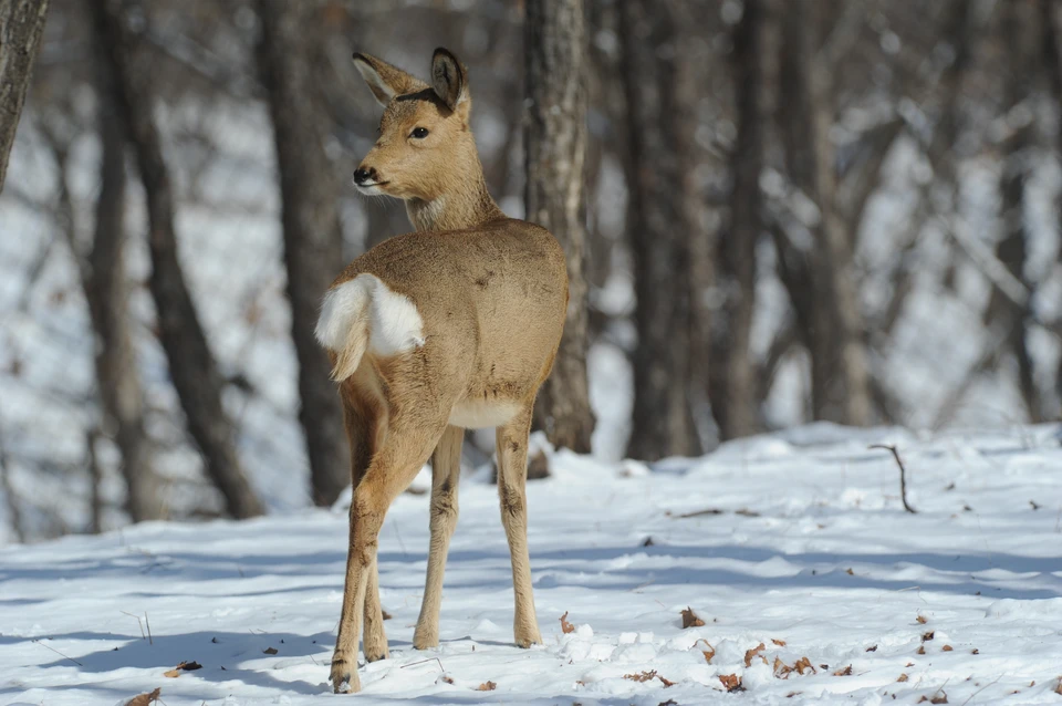 Охотники Башкирии смогут получить лицензии через жеребьевку.