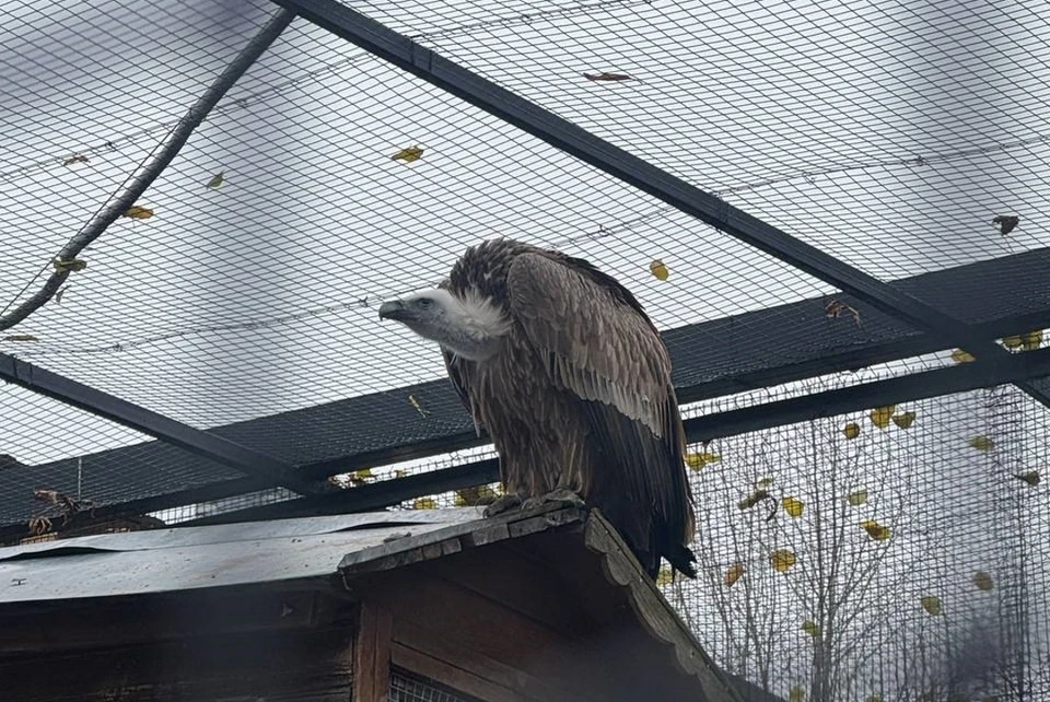 Белоголовый сип занесен в Красную книгу.