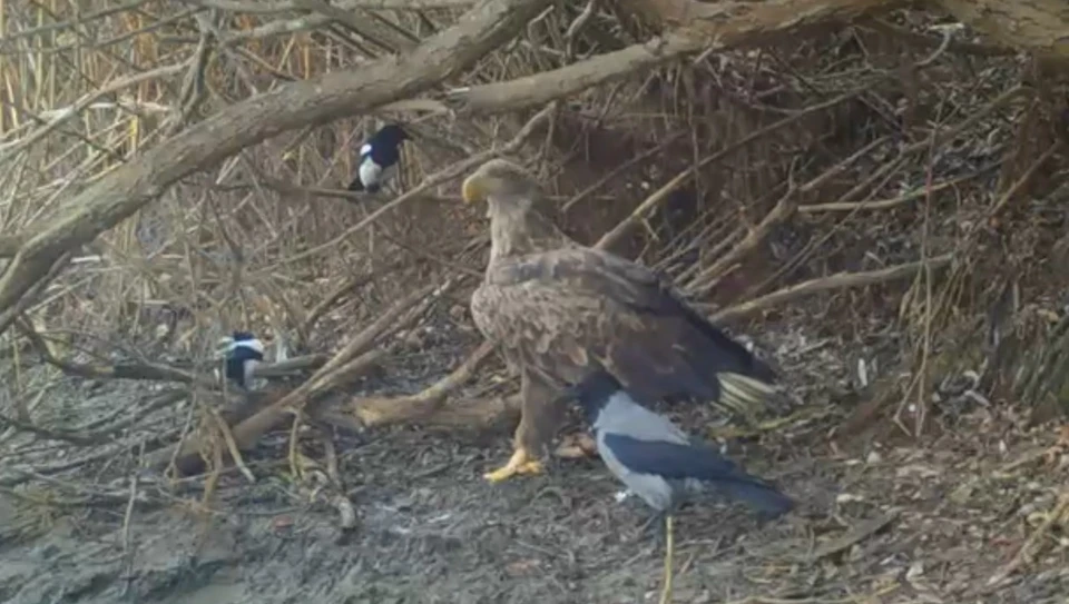 Фото: Астраханский биосферный заповедник