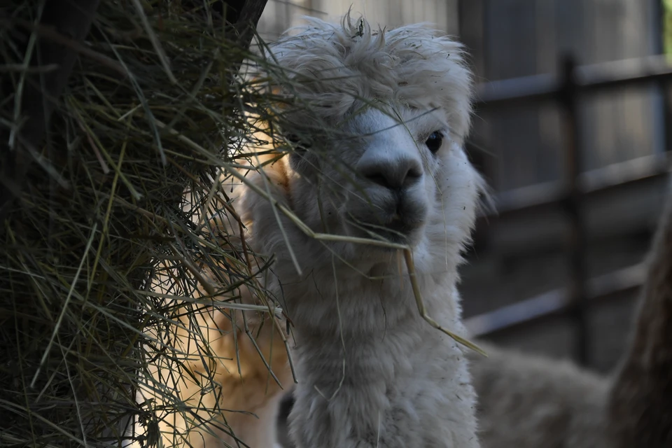 В новосибирском зоопарке поселилась двухлетняя самка альпаки