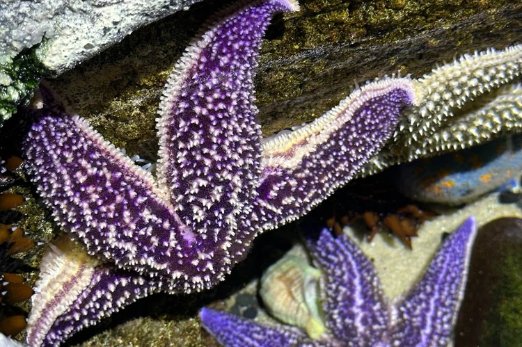 Едят с ложечки и отращивают новые ноги: в Приморском океанариуме рассказали о питании морских звезд и креветок