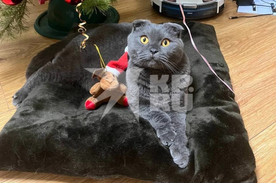 Кот Мэйсон «сгорел» за две недели. Фото: предоставлено «КП»