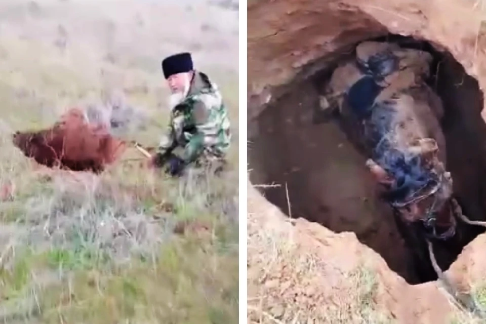 В Астраханской области лошадь провалилась в склеп времен Золотой Орды. Фото: кадр с видео t.me/astr_archaeology.