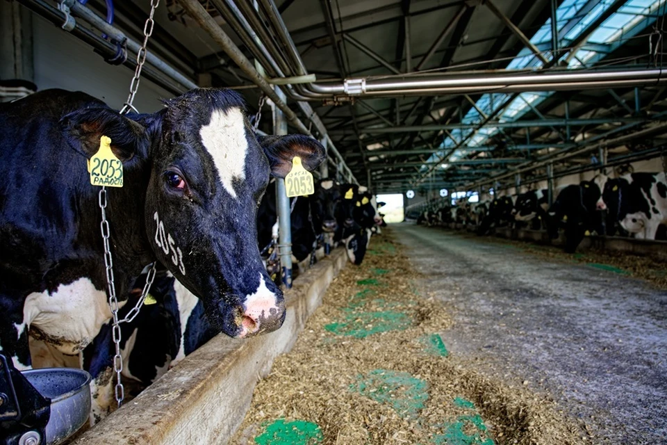 В ДНР активно внедряют цифровые технологии в животноводческую отрасль (архивное фото)