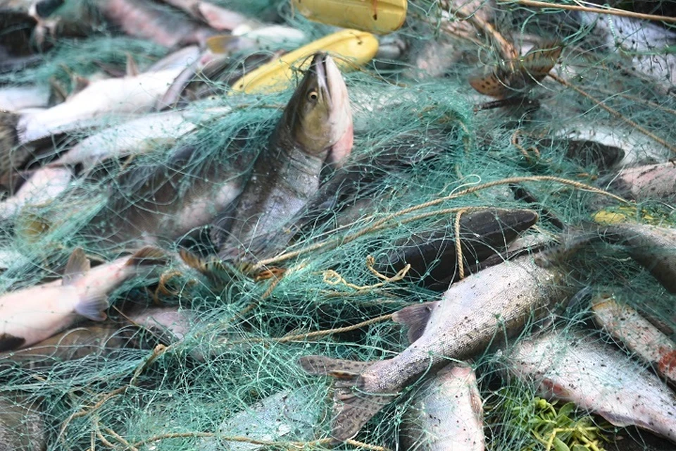 Россельхознадзор нашел нарушение при производстве икры в Хабаровском крае