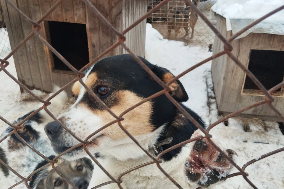 Животные надеются встретить в приюте новых хозяев. Фото Екатерина ЛОМАКИНА