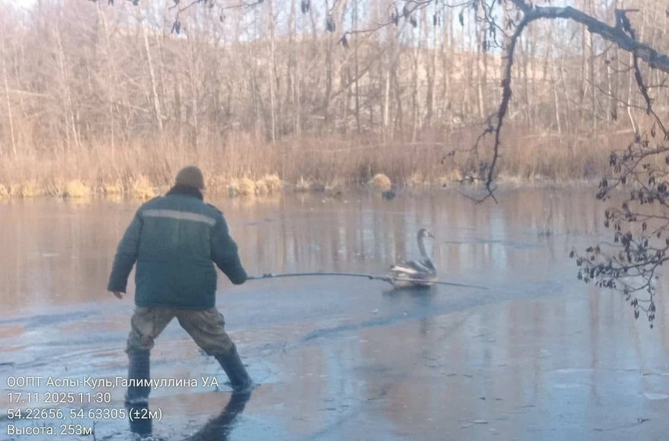 Лебедь не смог улететь с сородичами в теплые края. Фото: Минприроды РБ.