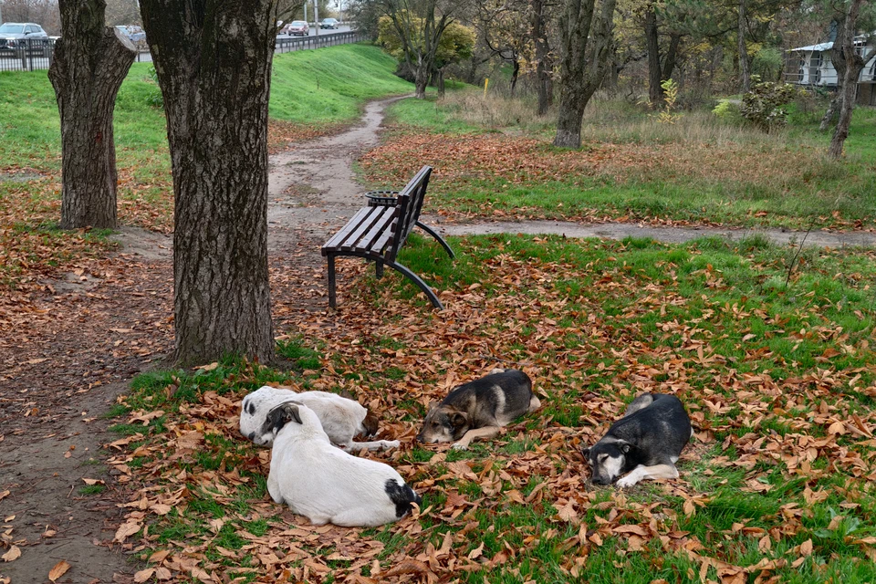 Информация о нападении появилась в СМИ