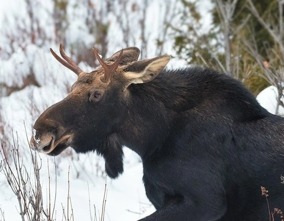 Фото: Служба по охране биоресурсов ЯНАО.
