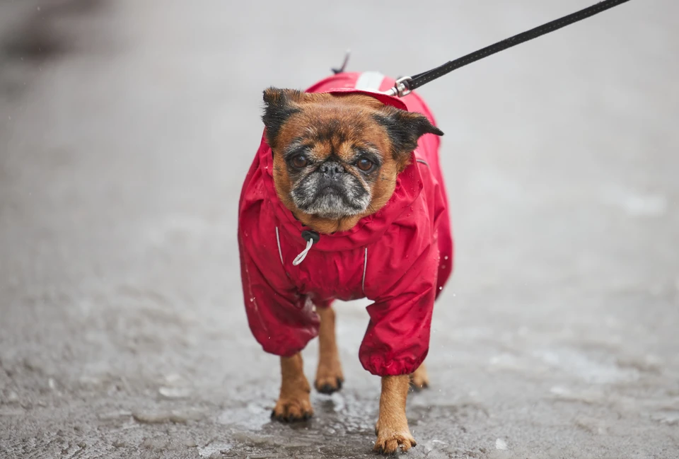 В Еврейской автономной области появилась новая площадка для выгула собак