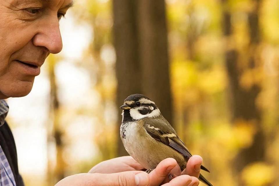 У ученых появятся новые ключи к разгадке маршрутов пернатых путешественников. Фото: GigaChat