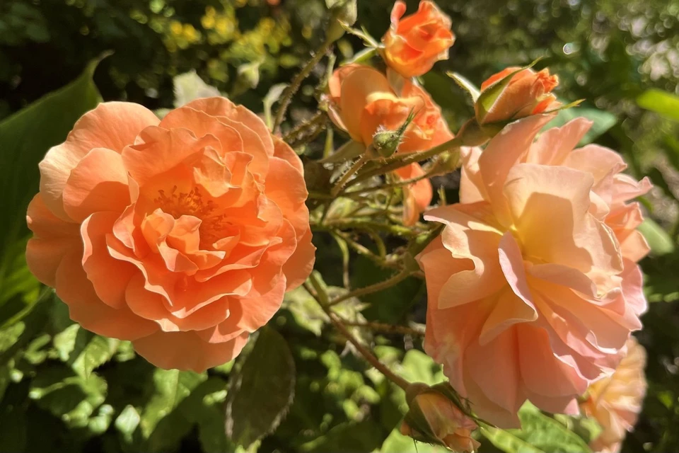 Ноябрь удивляет теплой погодой.