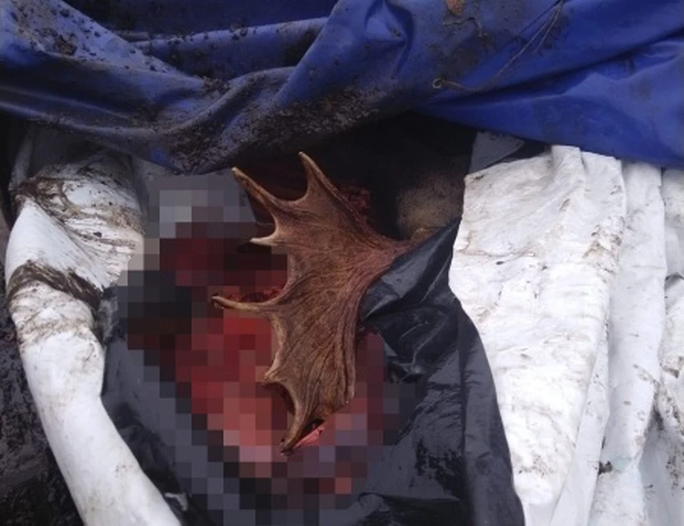 Туша животного была частично разделана