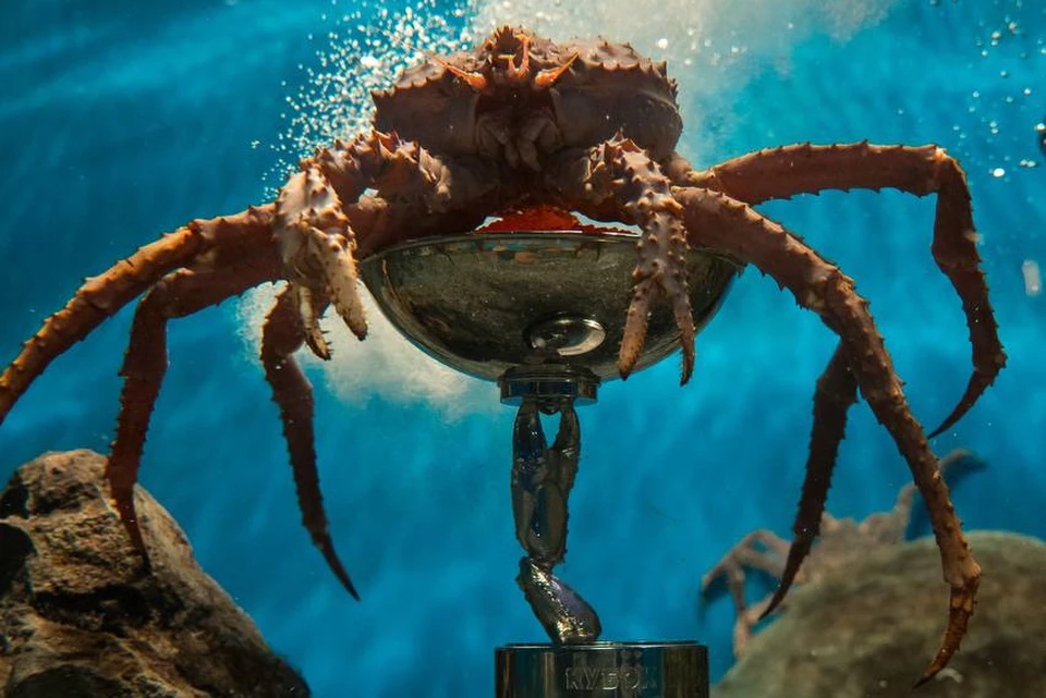 Во время создания видео ни одно животное не пострадало. Фото: «Приморский океанариум»