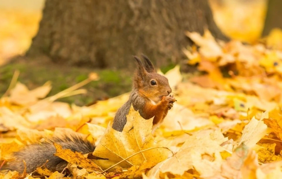 В Молдове золотая осень во всей красе. Фото: соцсети