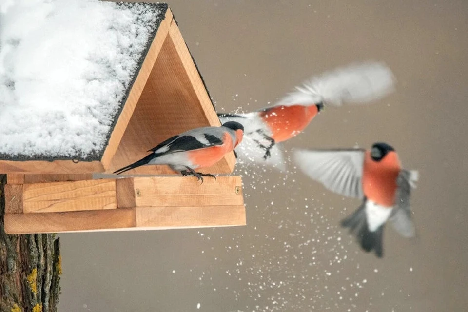 Красавцы-снегири у кормушки зимой. Фото: Анна Мостовая