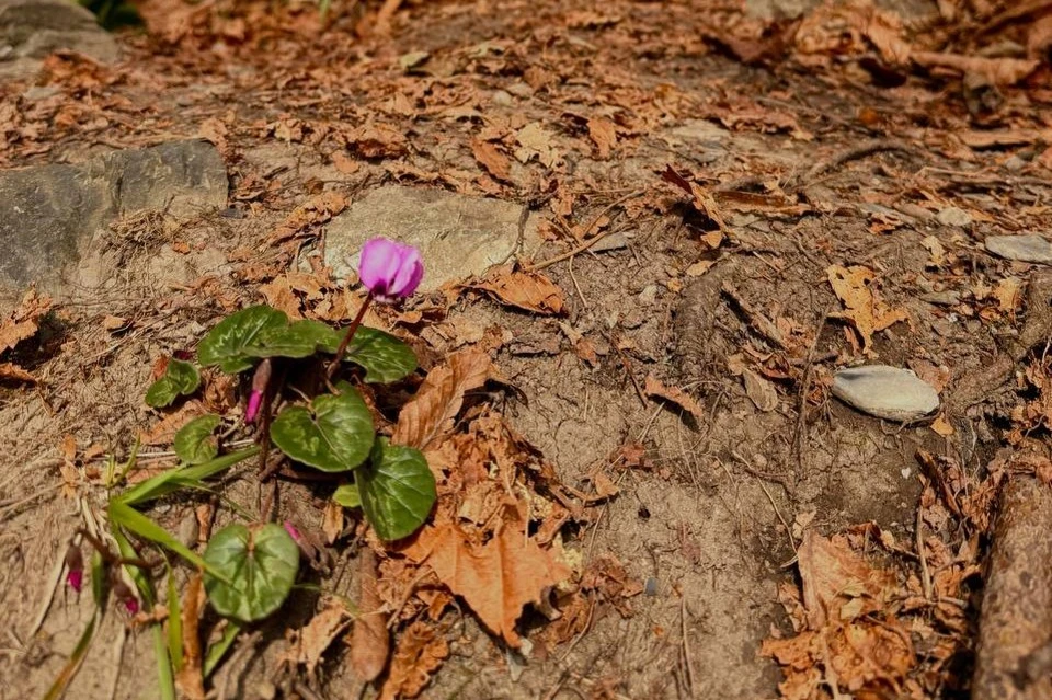 Фото: Сочинский национальный парк