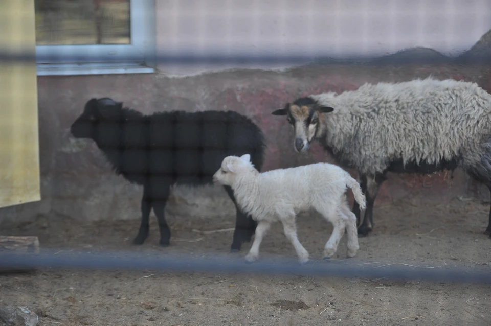 Специалисты разбираются в обстоятельствах массовой гибели баранов