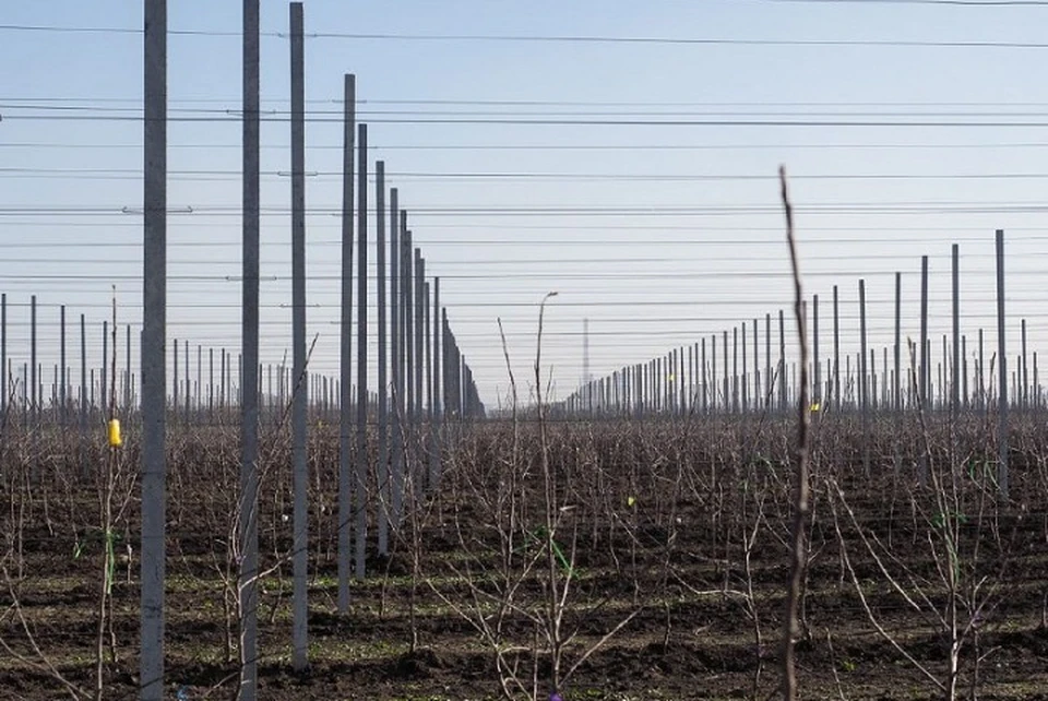 В ближайшем будущем на базе школы планируется открытие аграрного класса. Фото: администрация Предгорного округа.