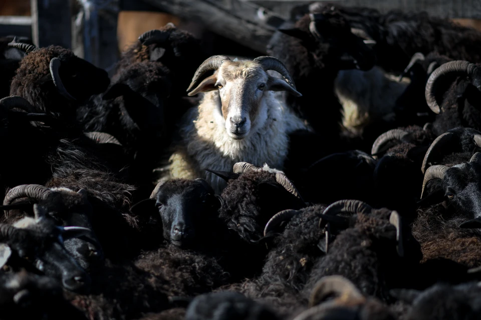 Все собранные материалы по гибели баранов будут переданы в правоохранительные органы