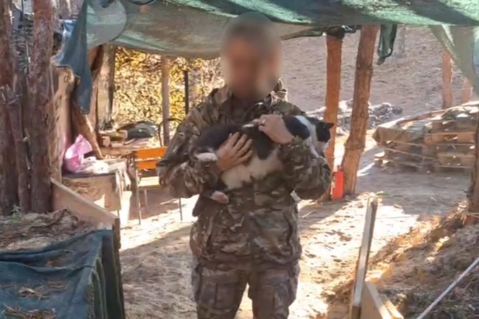 Кот Борис стал любимцем солдат. Фото: Народный фронт Херсонской области