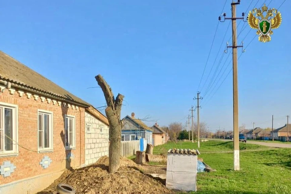 На Ставрополье возле дома участника СВО спилили опасные для ЛЭП деревья. Фото: прокуратура СК