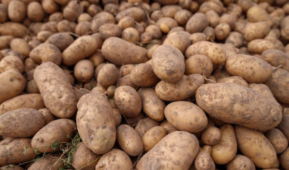 Молдова превратилась в основной рынок сбыта украинского картофеля. Фото:соцсети