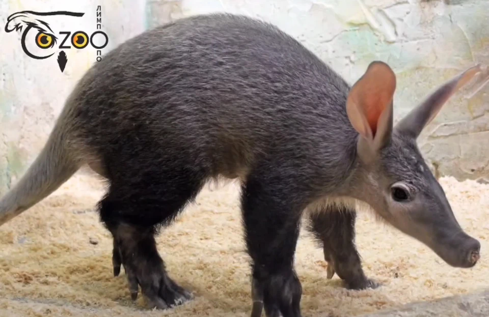 Детеныш родился в Нижнем Новгороде в июле.