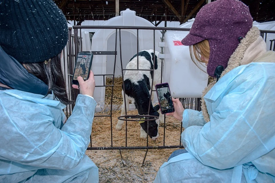 В "телячьей деревне" живут малыши от 0 до 2 месяцев. ФОТО: Андрей КУРАКИН