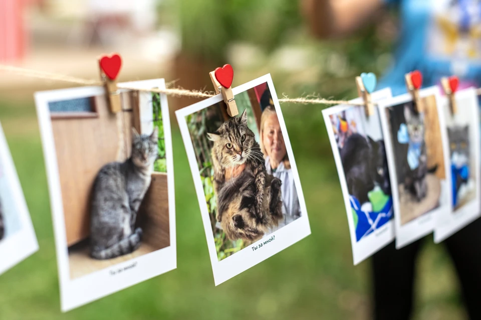 В День домашних животных mos.ru напомнил о способах помочь четвероногим. Фото: Моспитомец