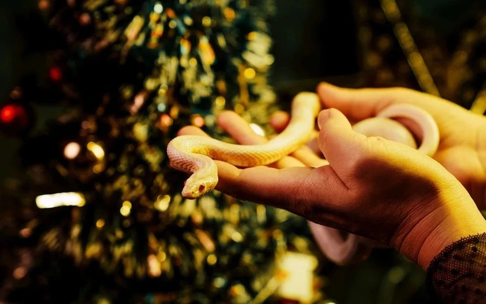 Время сделать свой ход