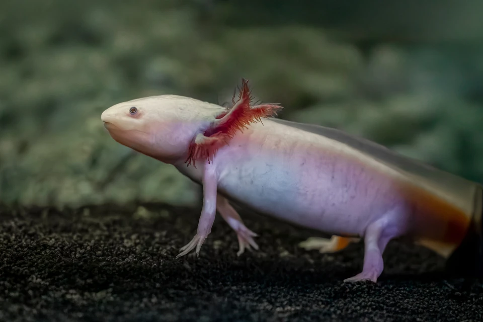 Аксолотль из Москвариума появился на центральной площади Нью-Йорка. Фото: Москвариум