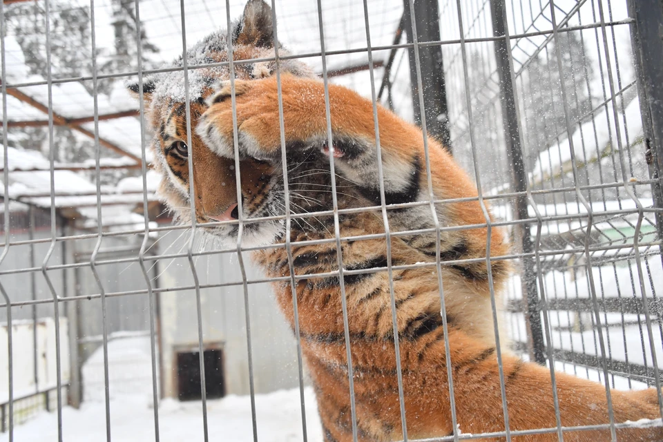 Две самки амурского тигра прибыли в Московский зоопарк