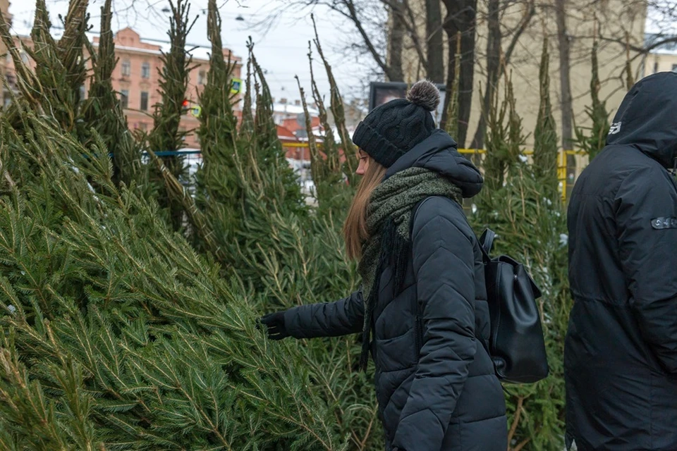 В Мариуполе нераспроданные новогодние елки передадут в «Парк дикой природы» (архивное фото)
