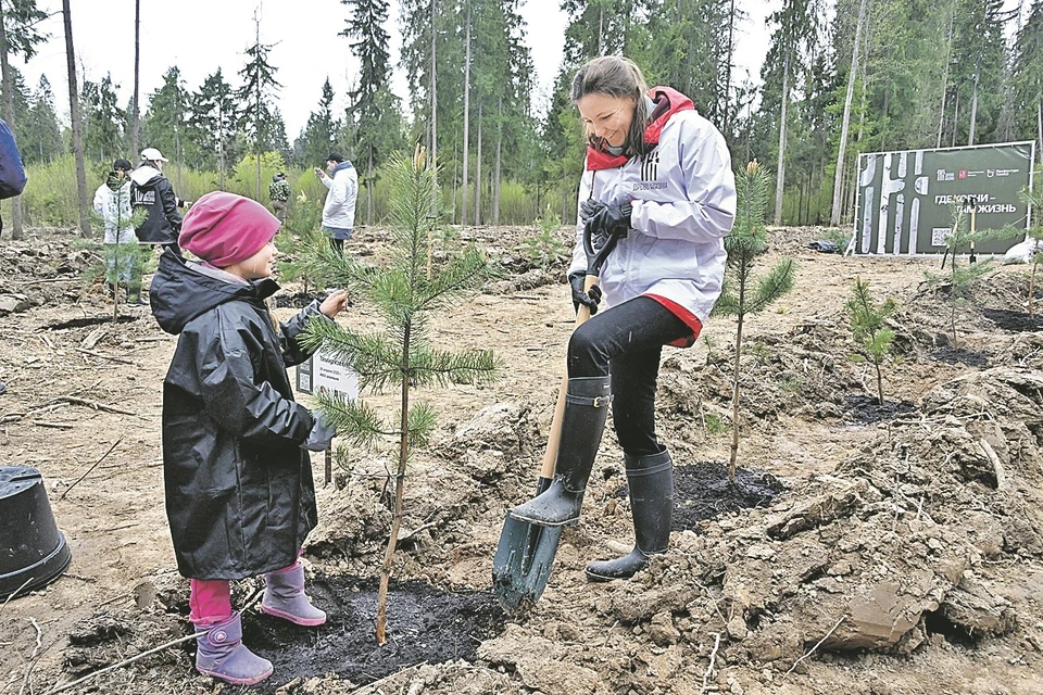 Акции посадки деревьев важны для воспитания экокультуры.