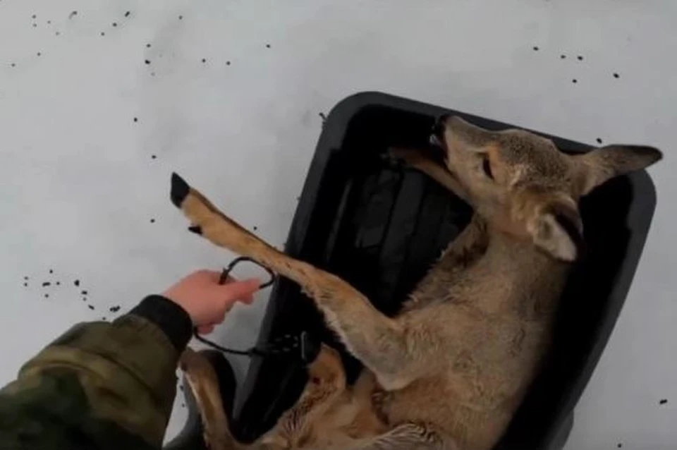 Спасение косуль, оказавшихся в ледяной ловушке. Скриншот видео Ильи Зайцева