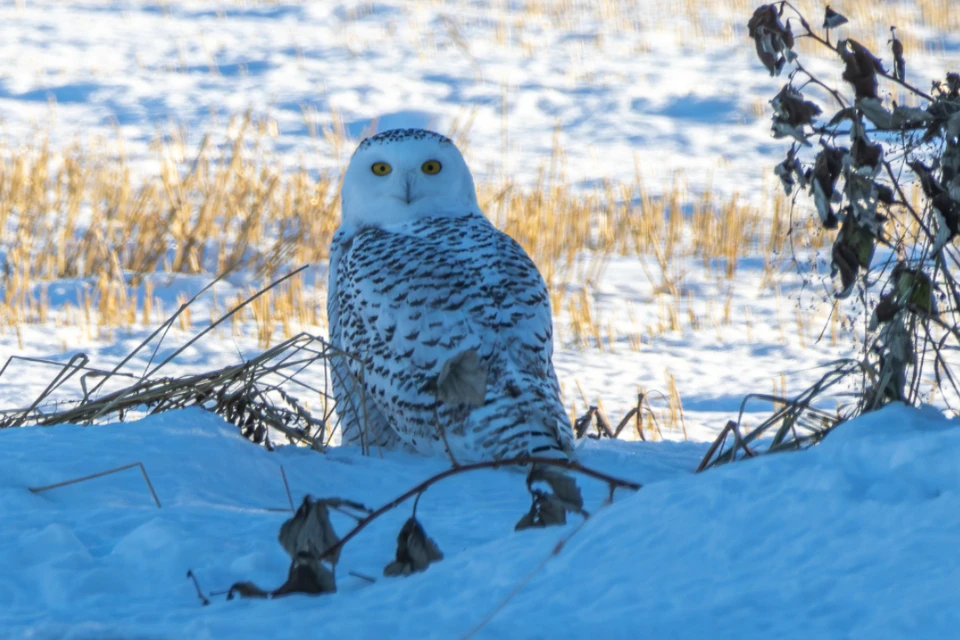 Первую полярную сову засняли под Новосибирском. Фото: Антон САВУШКИН