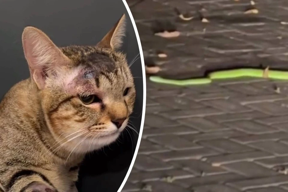 После укуса змеи около суток кошка провела в реанимации Фото: соцсети