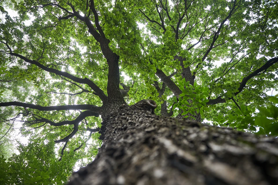 Власти объяснили вырубку деревьев на Старом озере Кисловодска