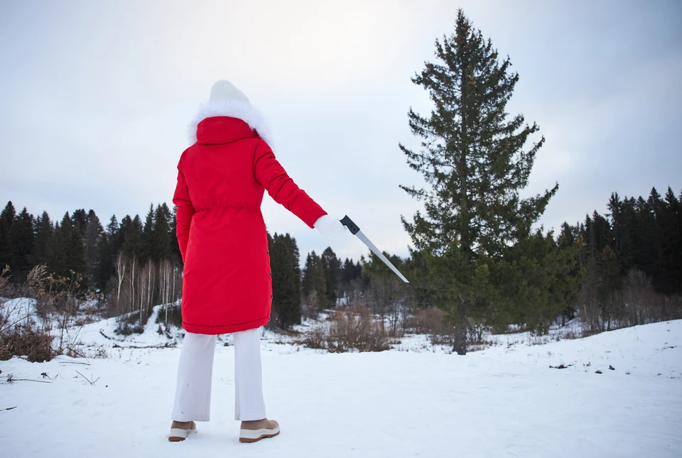 В регионе будут пресекать незаконную рубку елей и сосен