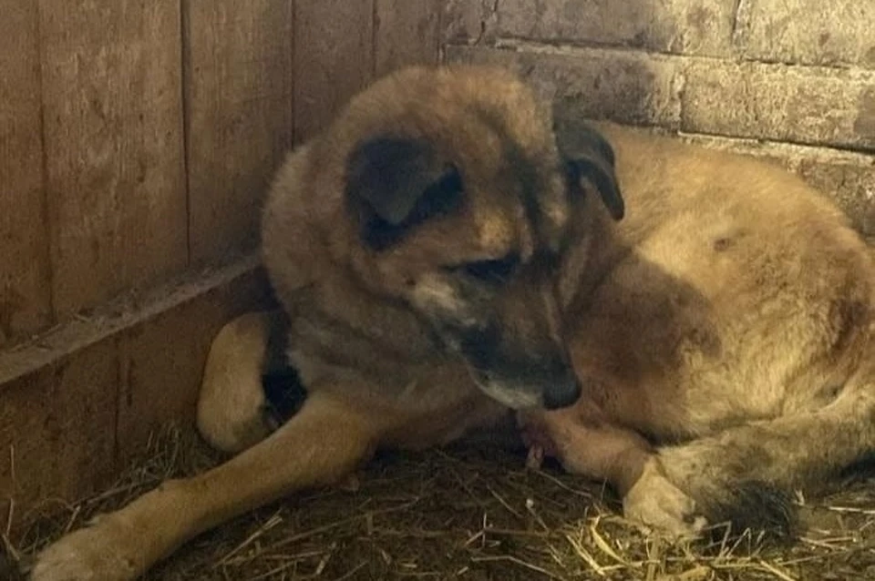 На Урале выхаживают собаку - дворнягу с поврежденной лапой. Фото: соцсети
